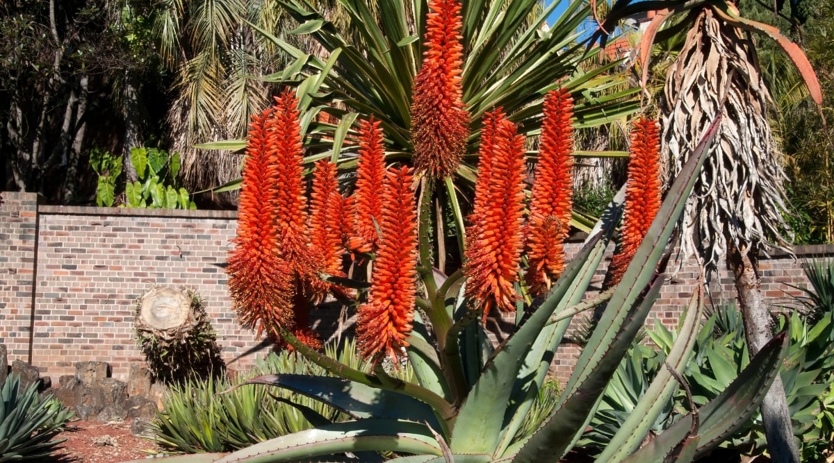 Red Hot Poker