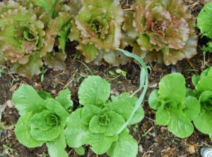 Red Iceberg and Romaine lettuce