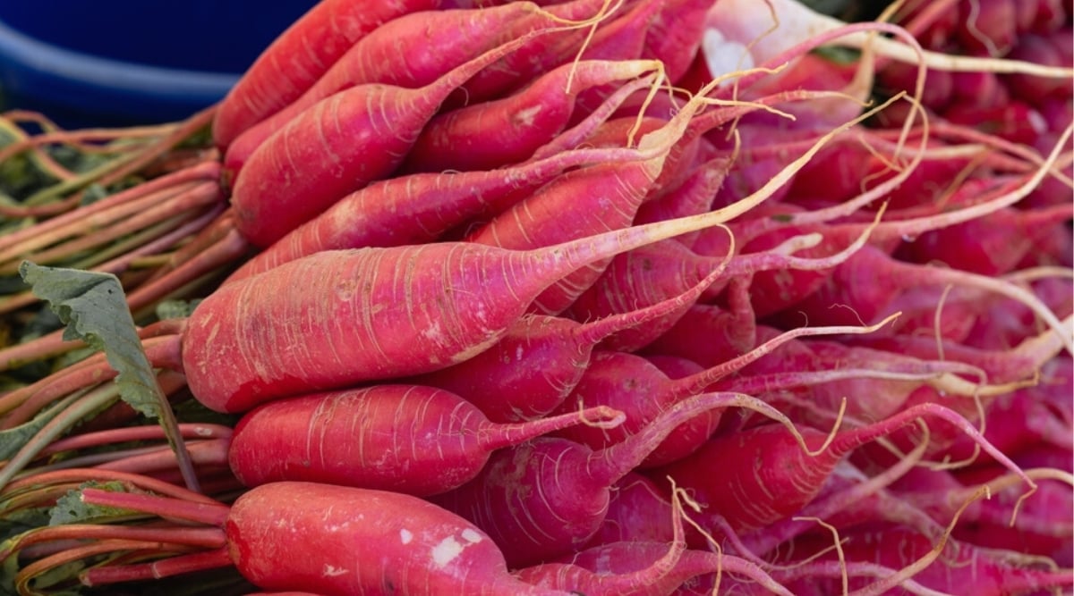 Close-up of many roots of a ripe Red King radish on a counter. The Red King radish is a popular heirloom cultivar that produces large oval, oblong roots with a bright red skin and firm white flesh.