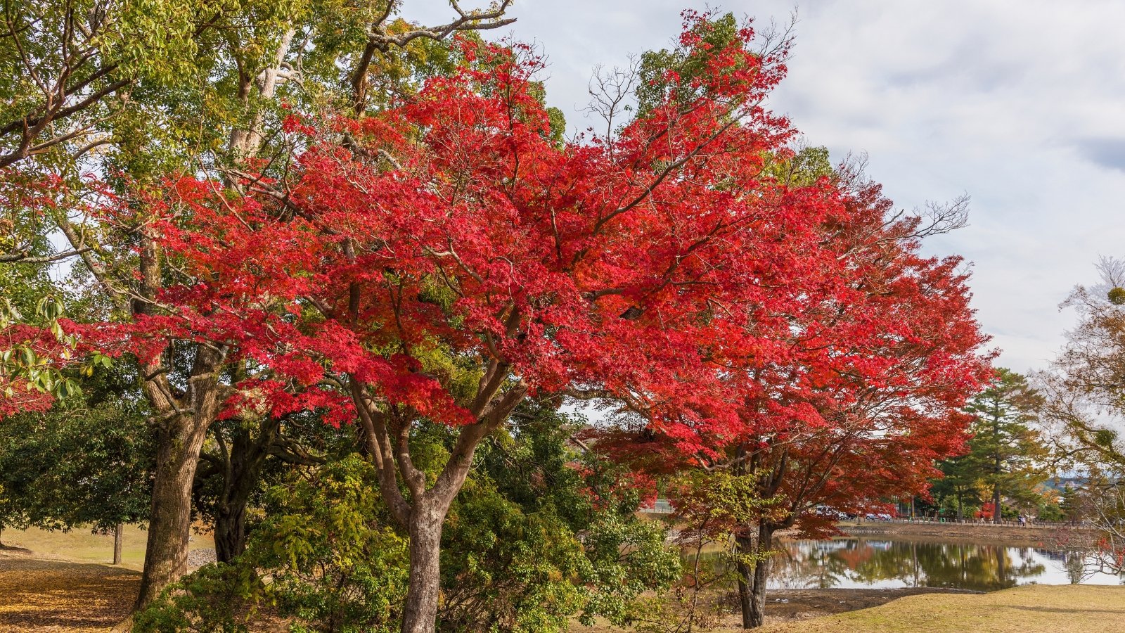 A close-up of a vibrant Red maple tree featuring crimson leaves, slender stems, and graceful branches. Behind, towering trees frame a serene lake, enhancing the picturesque scenery with their majestic presence.