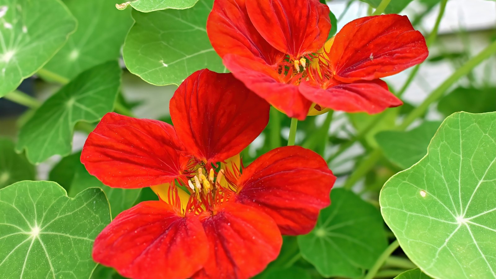 Red nasturtium blooms nestled amidst lush green leaves, their delicate petals unfurling under sunlight, offering a striking contrast against the verdant foliage in this close-up botanical scene.
