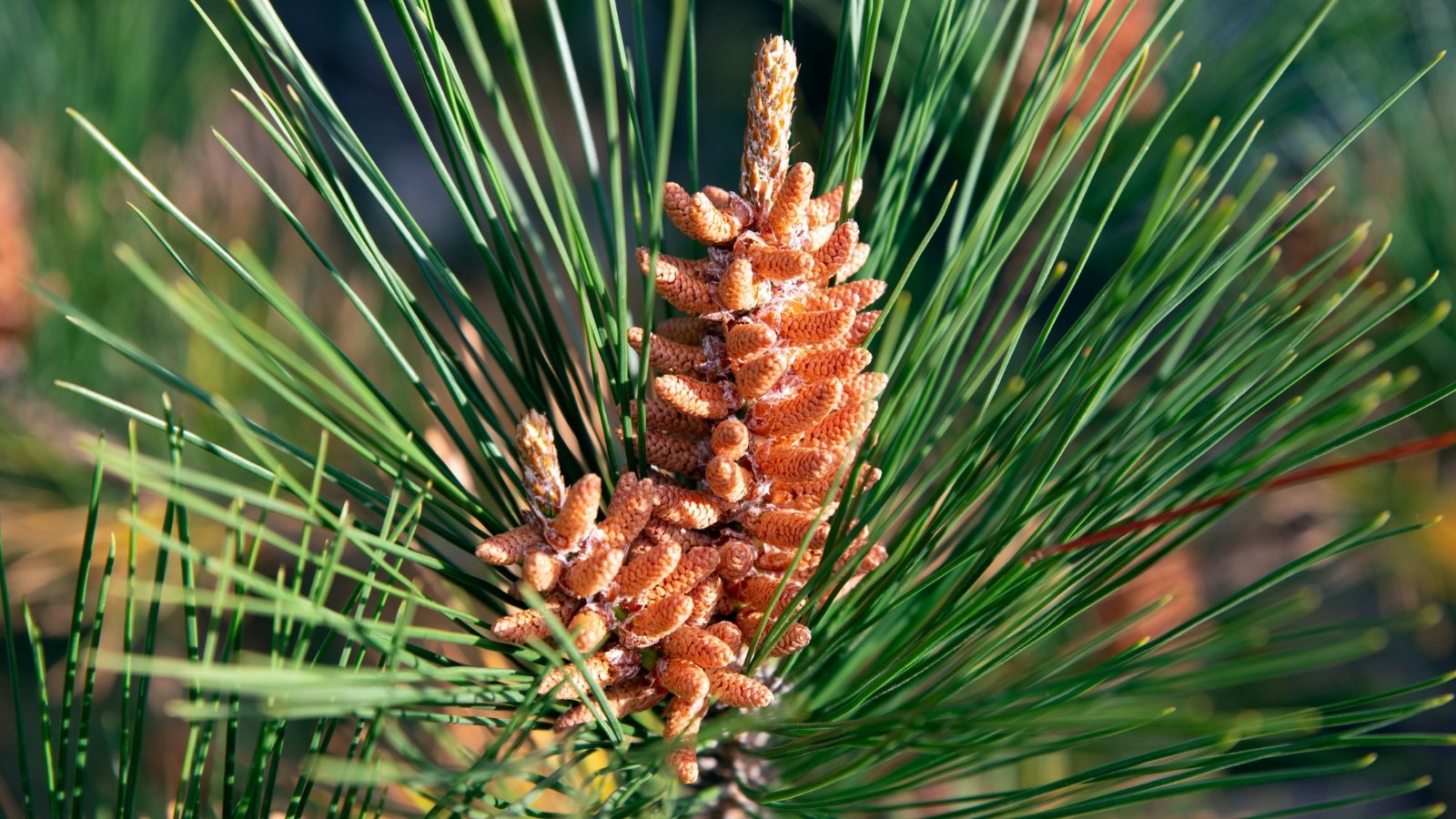 A close-up of sun-drenched brown pine and needle-like leaves adorning the branches of a majestic Red pine tree, illuminated by the golden rays of sunlight filtering through the forest canopy.