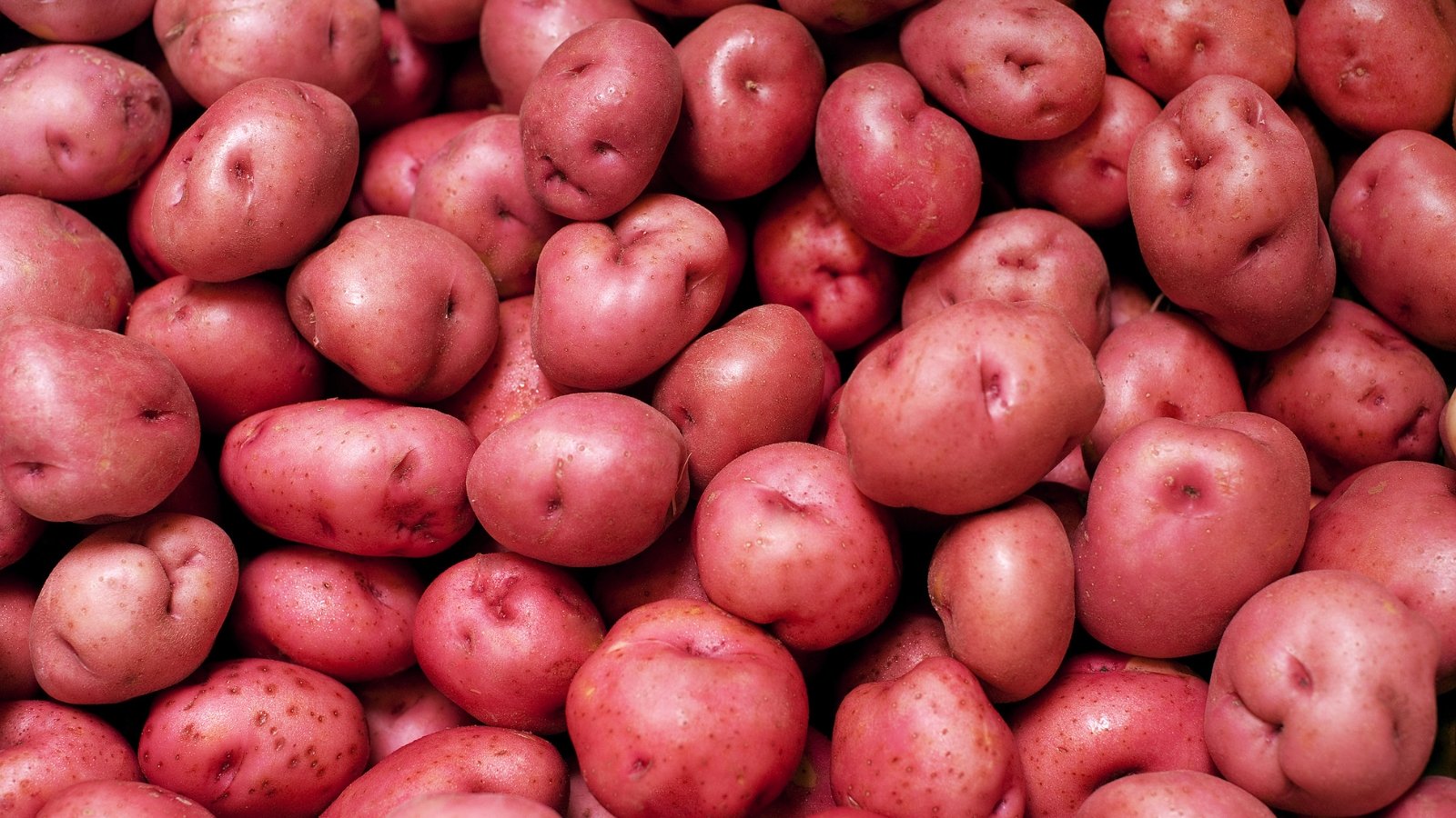 A mound of Setanta potatoes, showcasing their plentiful harvest. Their vibrant red skins gleam under the soft light, promising a flavorful bite and culinary delight in every dish they grace.