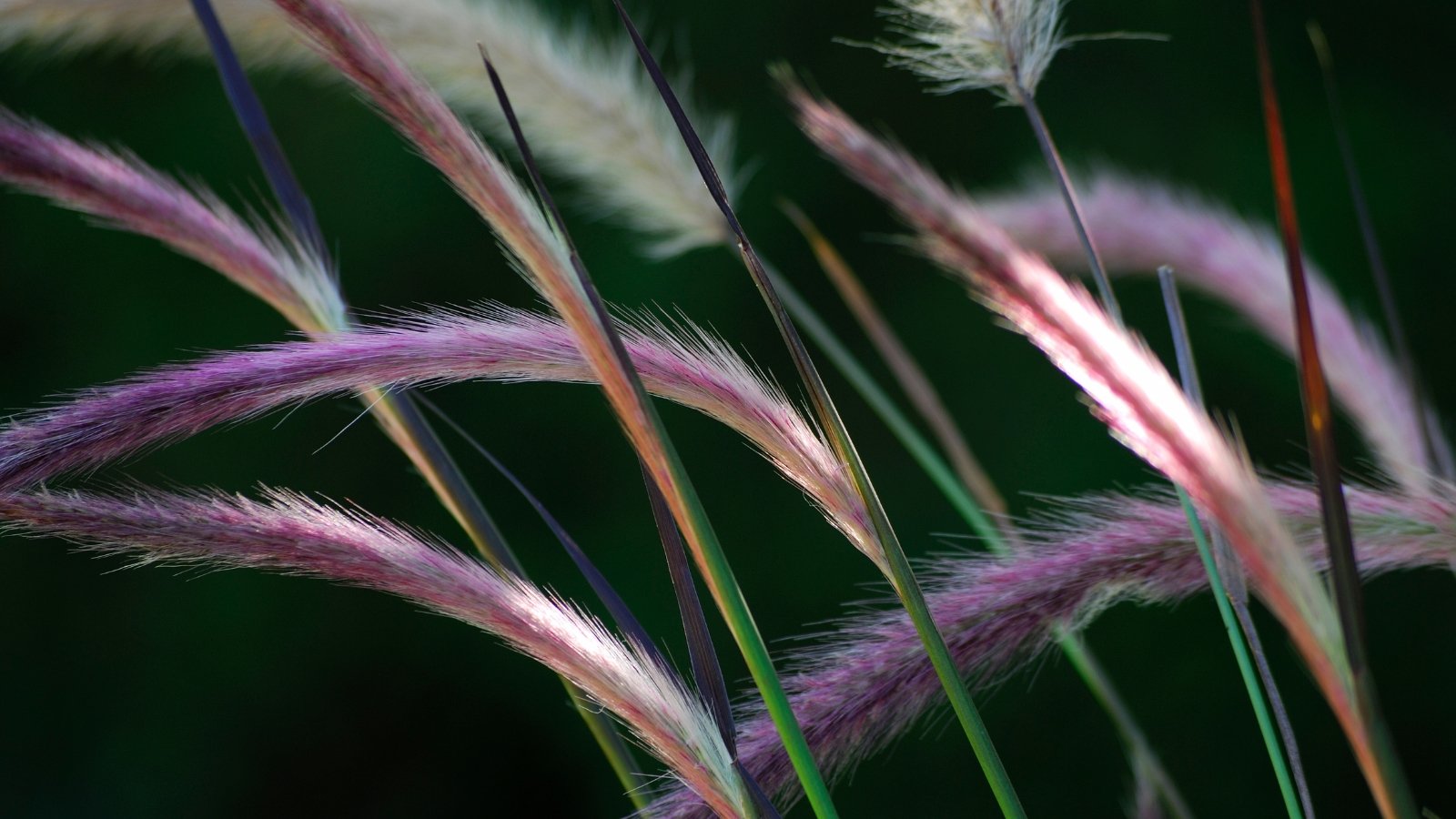 A close-up of Red Riding Hood,, showcasing purple feathery plumes atop green stems, highlighting the vibrant contrast between the delicate, colorful blooms and the sturdy green foliage.