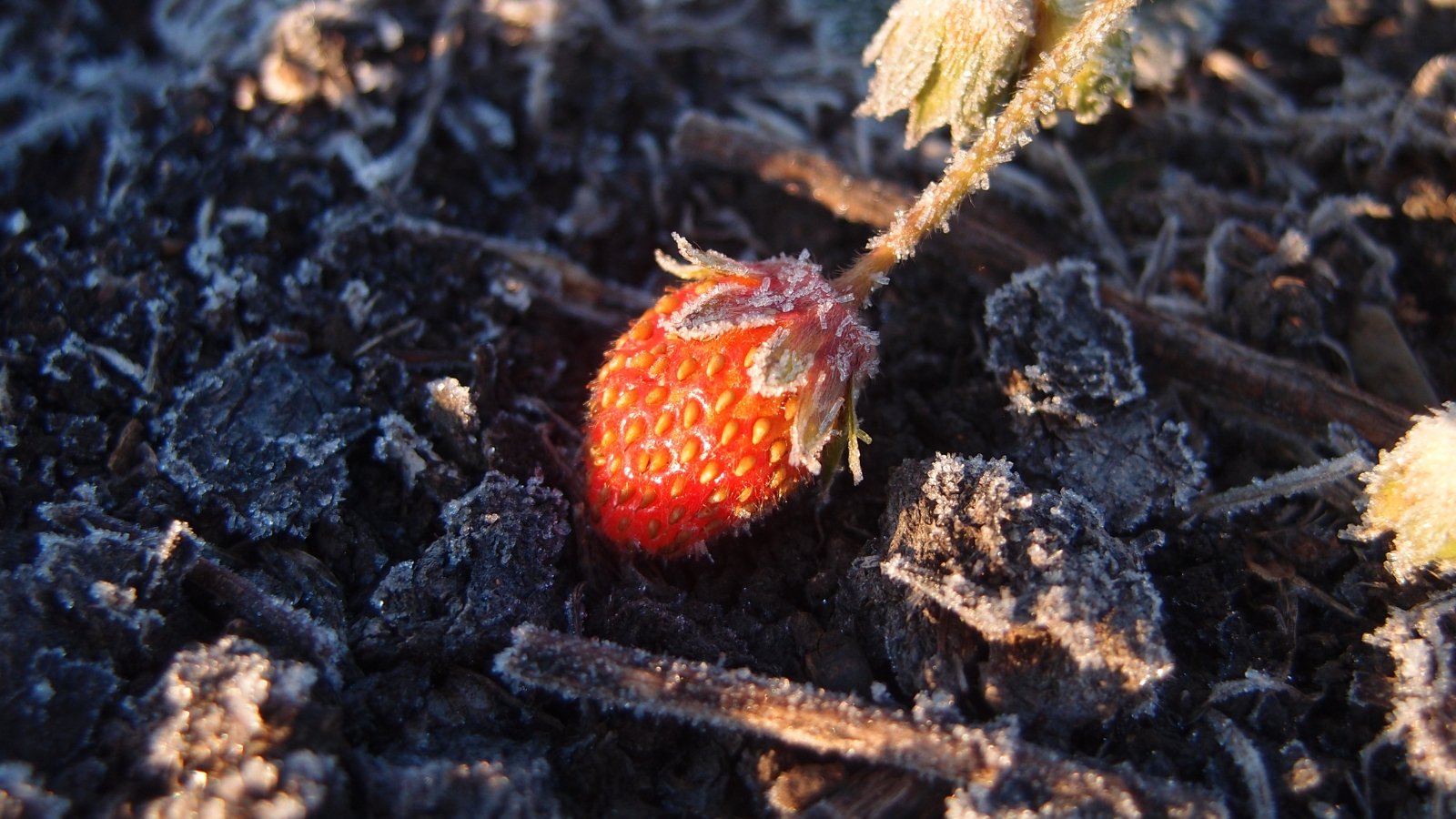 A close-up of a small, red strawberry with tiny seeds on its surface, resting alone in rough, brown soil, showcasing its vibrant color against the earthy background.