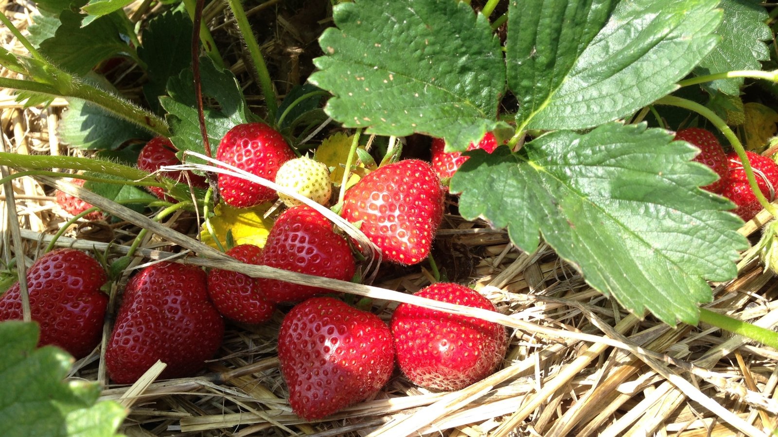 A lush strawberry plant with vibrant red fruits nestled on a bed of golden hay mulch, soaking up the warm rays of sunlight, promising sweet, juicy rewards for eager hands to pluck.