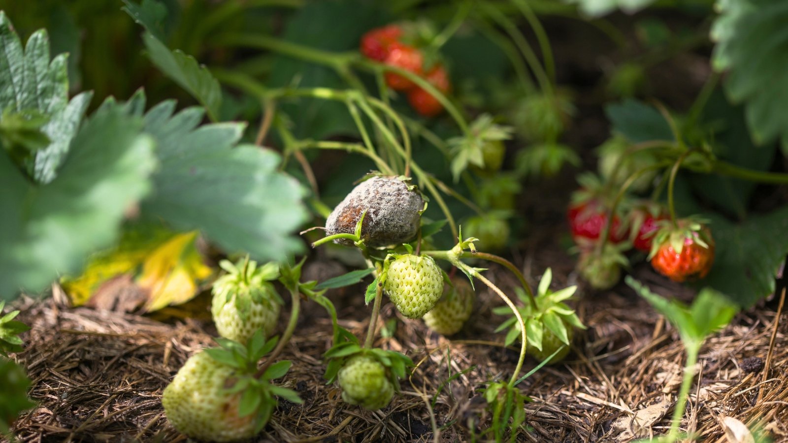 Close-up of a strawberry bush with unripe and ripe red heart-shaped fruits, one of which is covered with gray mold.