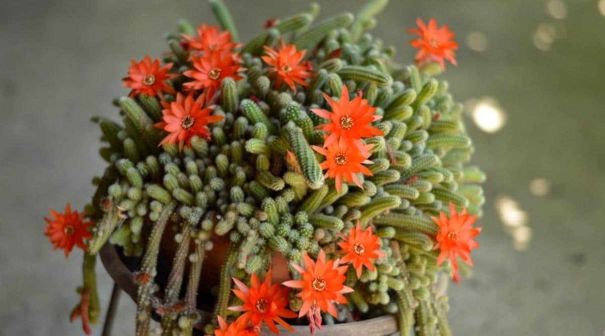 Red Torch Cactus