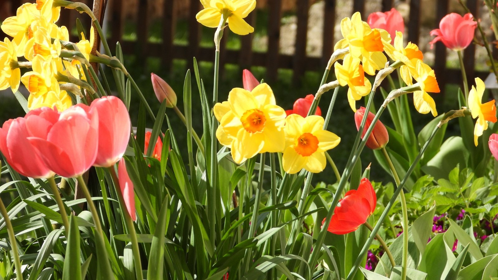 Close-up of blooming red tulips and yellow daffodils in a garden under full sun. The tulips display bold, goblet-shaped blooms in vibrant shades of red, ranging from deep crimson to bright scarlet. These blooms rise on sturdy stems amidst a backdrop of slender, green leaves. The daffodils boast sunny yellow petals surrounding a trumpet-shaped corona, set atop sturdy stems adorned with strap-shaped leaves.