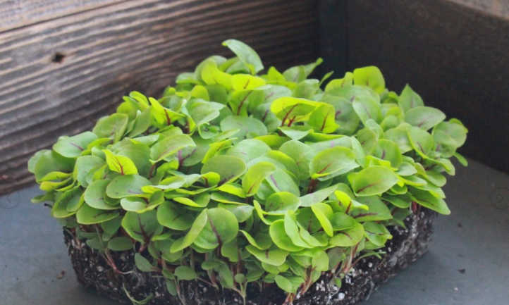 Red Veined sorrel microgreens