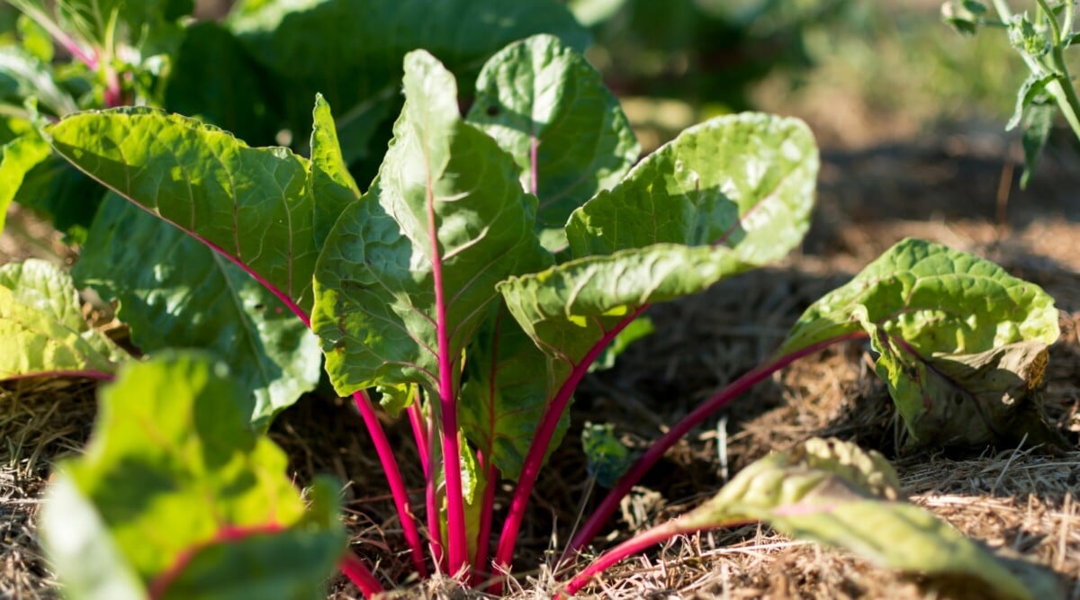 Nestled in soil adorned with protective mulch, the chard leaves reach skyward. Their green leaves and deep purple stems compose a living symphony of color and life, nourished by both earth and sun.