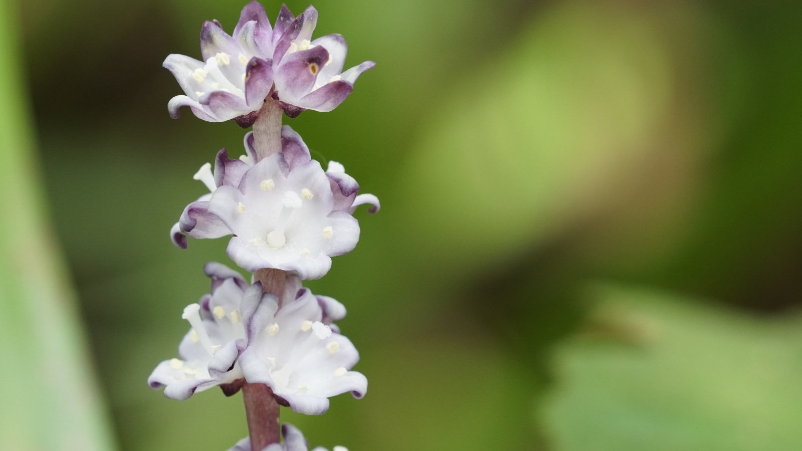 Delicate white and purple blooms emerge from a tall stalk, their small petals curling back to reveal intricate details against a blurred green backdrop.