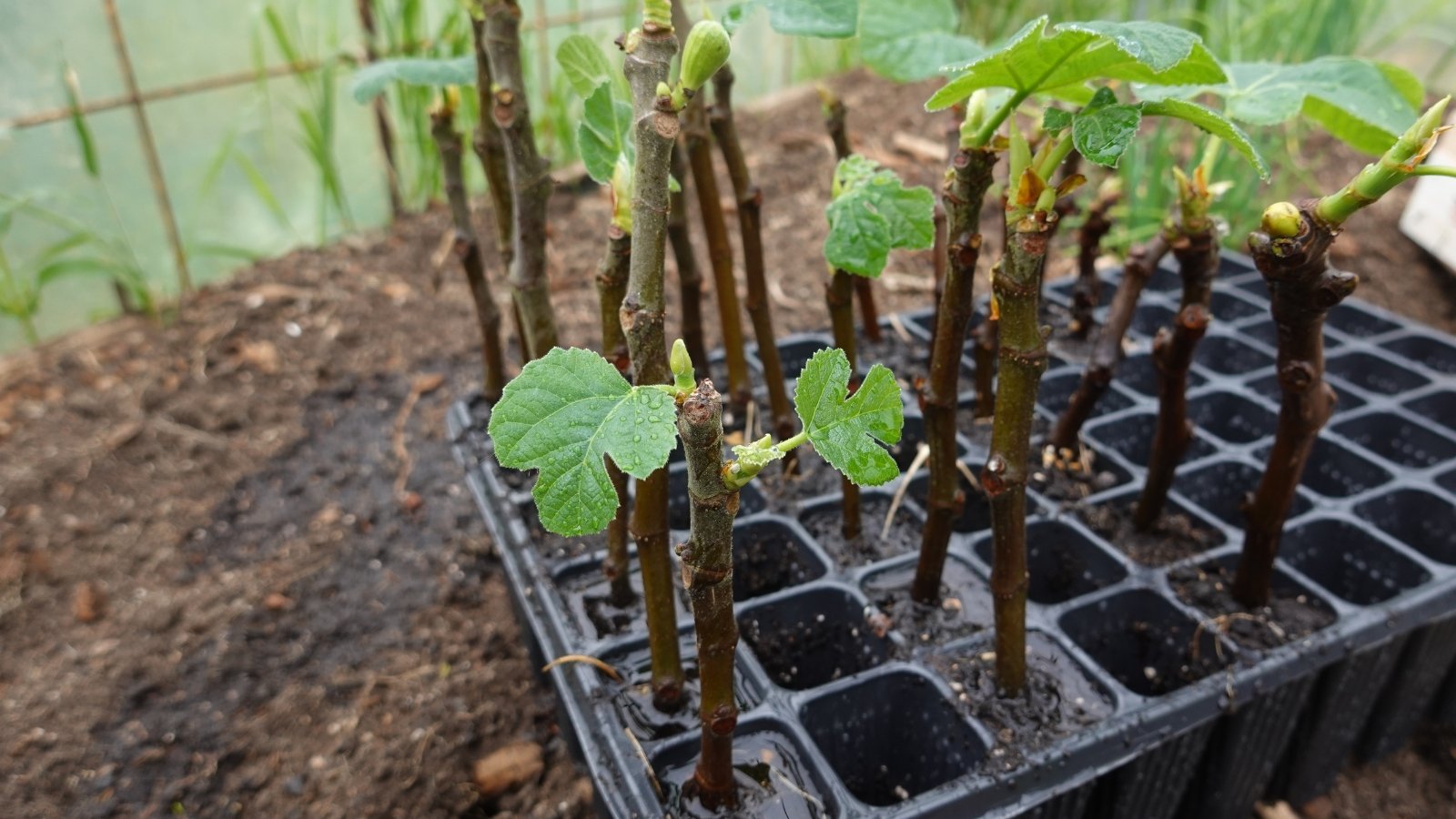 A black seedling tray holds fig cuttings, poised for growth. Surrounding it, a fertile brown soil nurtures an array of flourishing plants, each a testament to the cycle of life and renewal in nature's embrace.