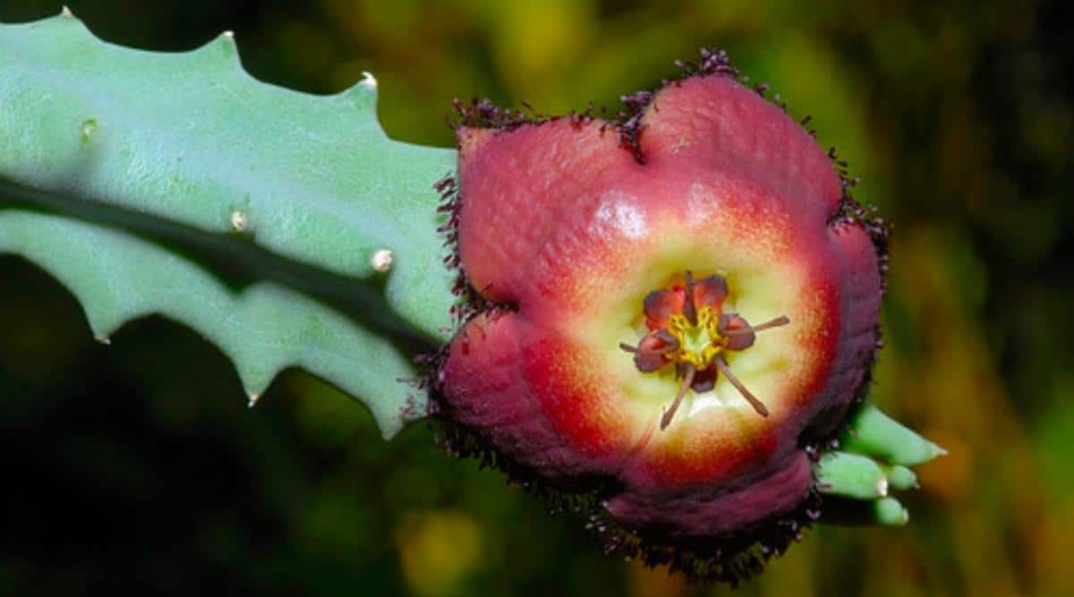 Yellow and Red Flower of the Revolut Flower Succulent