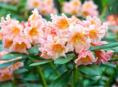 rhododendron varieties