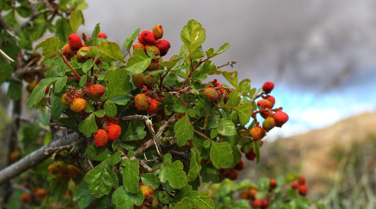 Close-up of a Rhus aromatic plant against a blurred sky background. Rhus aromatic is a deciduous shrub. The plant has a spreading bushy habit. It forms dense clusters of stems and branches that give it a full appearance. The leaves of fragrant rus are complex and arranged alternately along the branches. Each leaf consists of three oval or lanceolate leaflets with serrated edges. The leaves have a glossy texture. The plant has fluffy, red berries that are a food source for birds and wildlife.