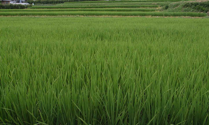 Rice field