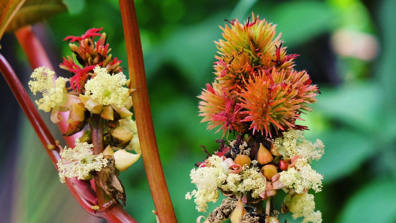 A vibrant red Caster Oil plant displaying large, star-shaped leaves with spiky clusters set against a tropical, green backdrop.
