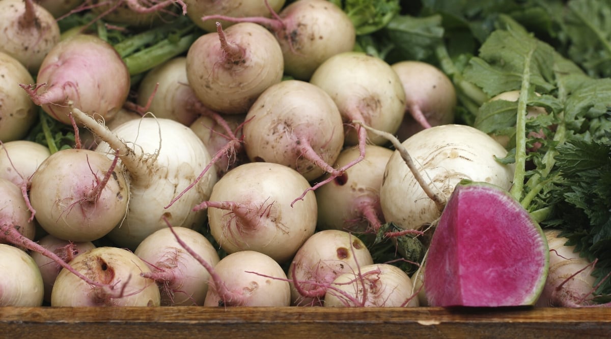 Close-up of many freshly picked Rido Red radish roots in a wooden box. The roots are medium in size, rounded, with white skin and purple-pink flesh. A quarter of one of the roots lies in front of the others.