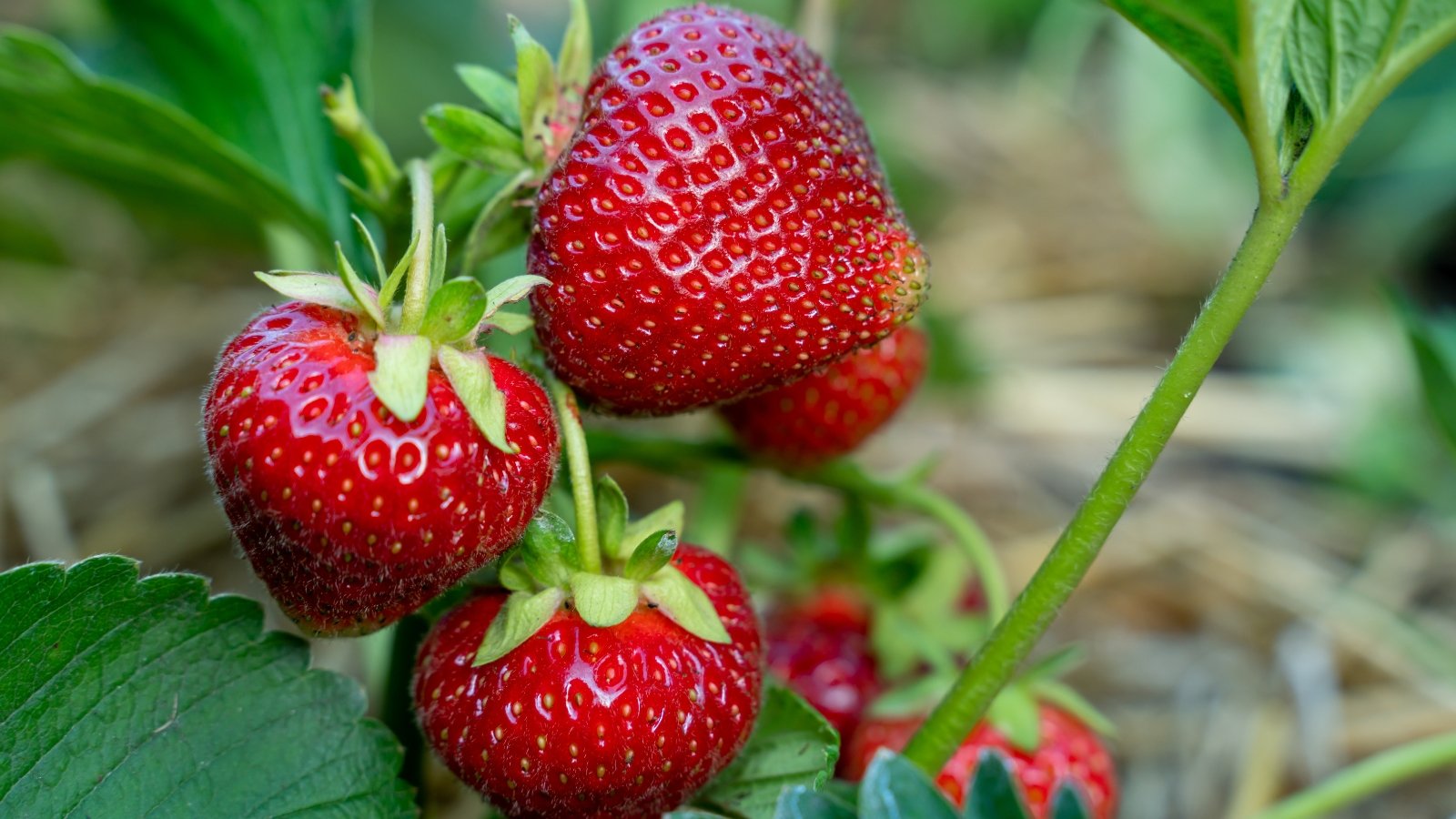 Close-up of a ripe strawberry bush showing lush, green foliage adorned with ripe, red strawberries with a glossy surface decorated with tiny pale yellow seeds.