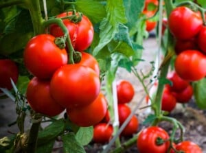 Lush green tomato vines with abundant leaves sprawl gracefully, creating a backdrop for clusters of ripe, red tomatoes. The glossy surface of each tomato reflects the sunlight, showcasing their plump and juicy texture.