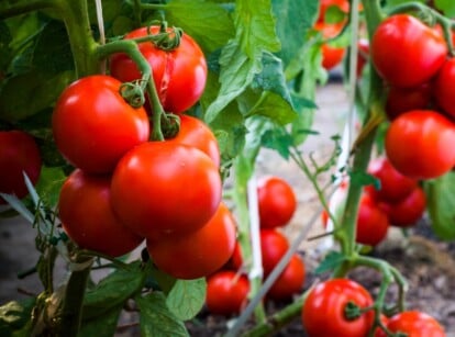 Lush green tomato vines with abundant leaves sprawl gracefully, creating a backdrop for clusters of ripe, red tomatoes. The glossy surface of each tomato reflects the sunlight, showcasing their plump and juicy texture.