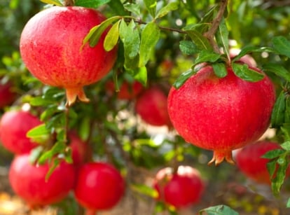 A close-up captures 'Texas Pink' pomegranates hanging delicately from branches, framed by lush leaves. In the background, a blur of more pomegranates and leaves adds depth to the scene, hinting at a bountiful harvest to come.