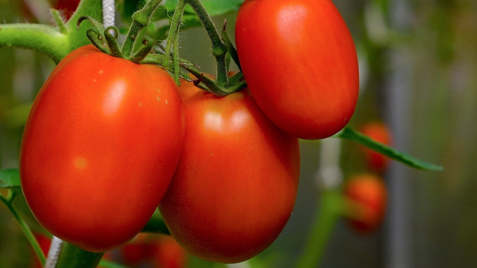 A close-up of 'Red Pride' tomatoes, their red skin glistening in the light, inviting a taste of summer's sweetness with each smooth, glossy surface promising juicy succulence upon every bite.