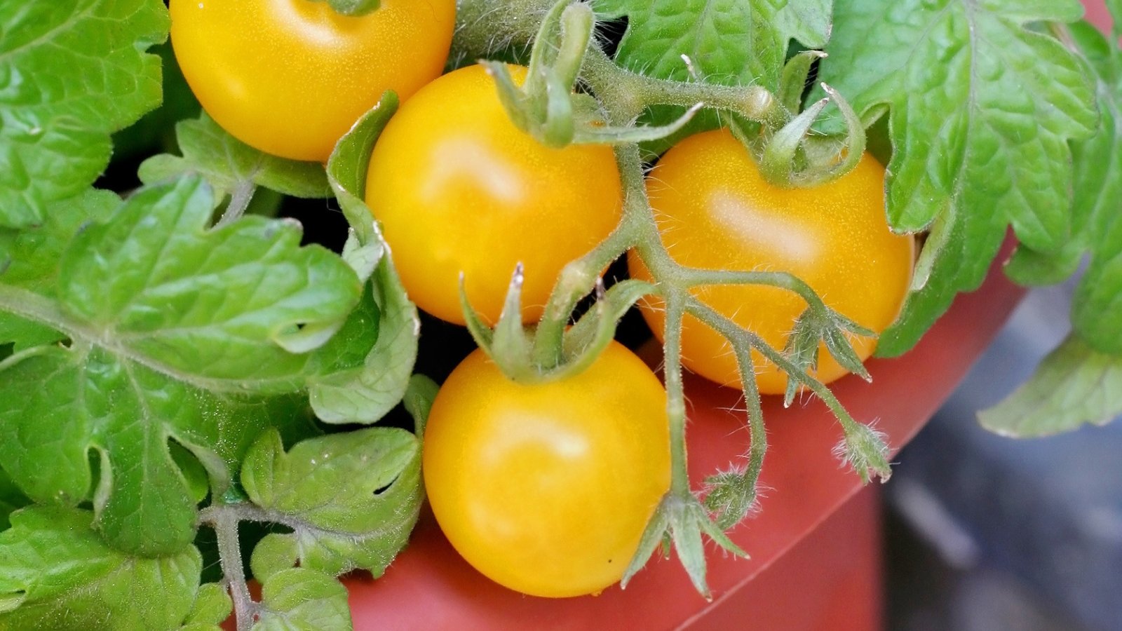 A close-up of 'Patio Choice Yellow' tomatoes shows their smooth skin, surrounded by textured green leaves with fine veins and a slightly fuzzy surface.