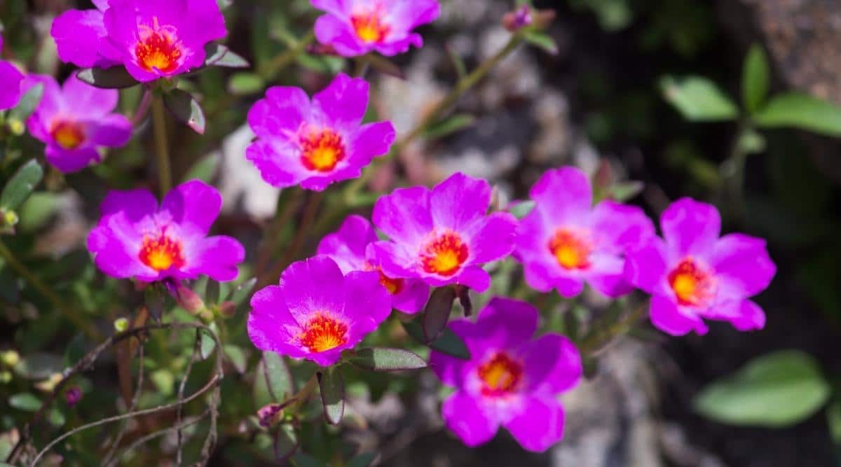 Rock Purslane