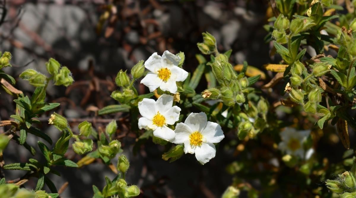 Rock Rose