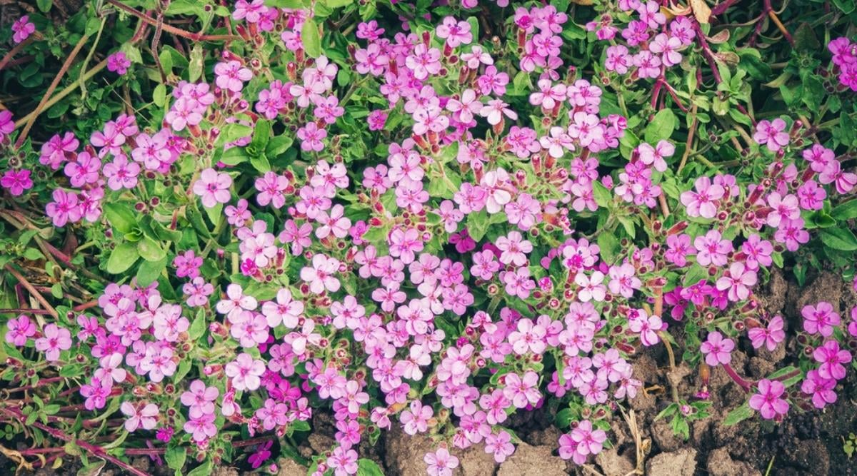 Rock Soapwort