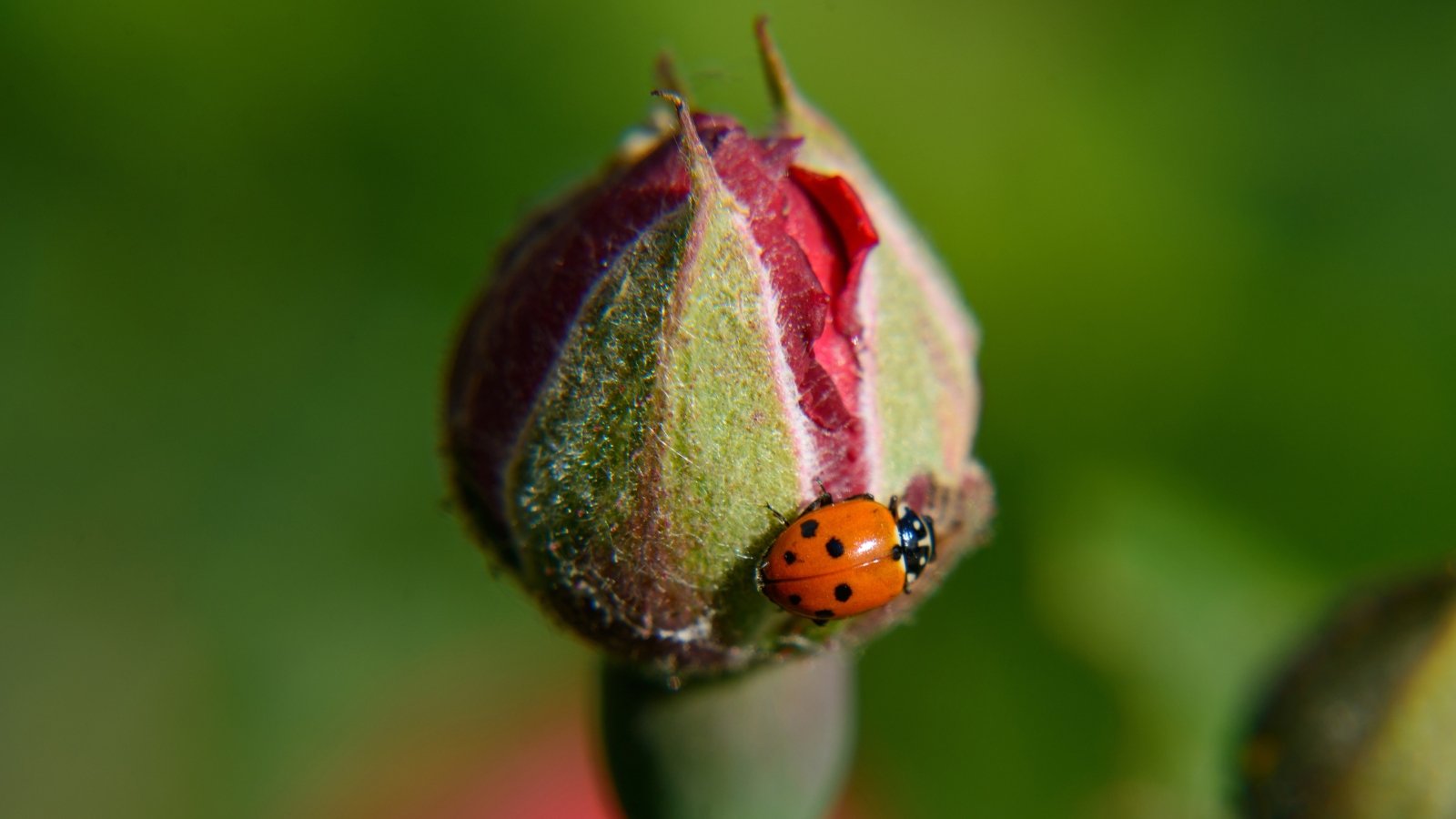 An orange ladybug rests delicately on a budding rose, its tiny form contrasting against the soft green blur of foliage in the background, capturing the essence of nature's harmony.