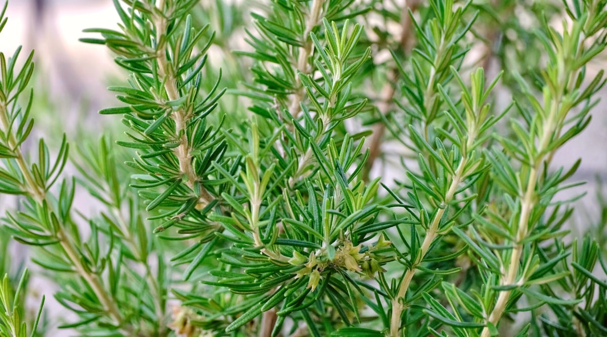 Close-up of rosemary on a blurred background. Rosemary is an evergreen perennial, woody shrub with upright stems and bushy appearance. The leaves are needle-like and densely arranged on the stems. They are dark green above and lighter below.