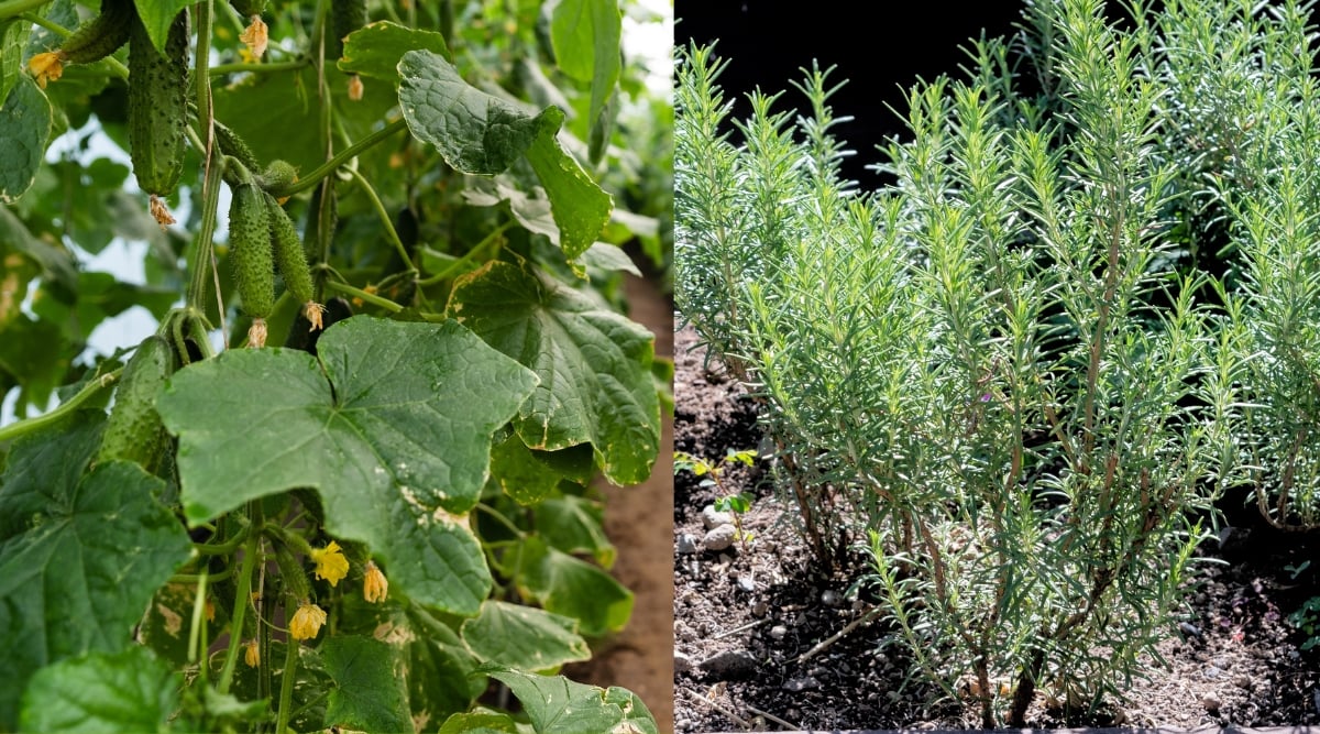 Two connected images of a growing rosemary and a cucumber plant in the garden. Cucumber is a climbing plant with large, wide, rounded, slightly lobed, dark green leaves and oblong, cylindrical fruits covered with green pimply skin. Rosemary has woody, upright stems and needle-like, short, narrow, blue-green leaves.