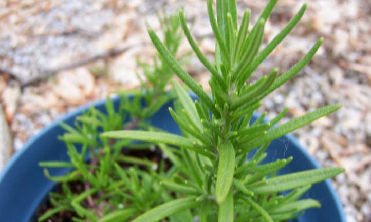 Rosemary plant