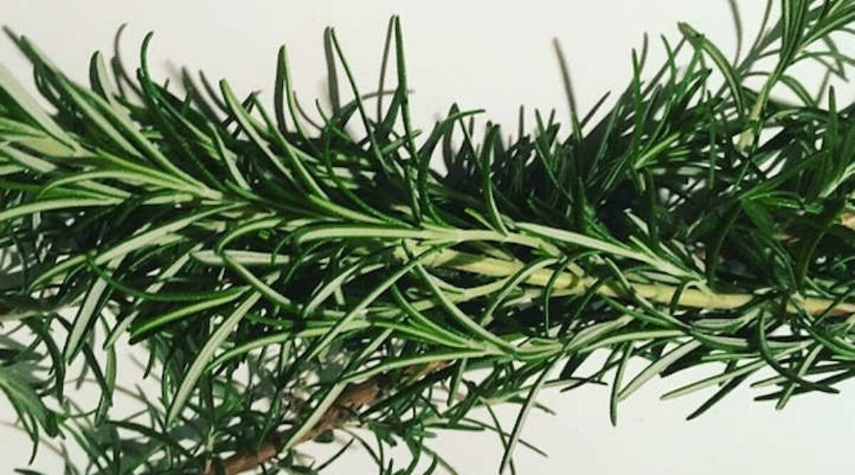 How To Harvest Rosemary