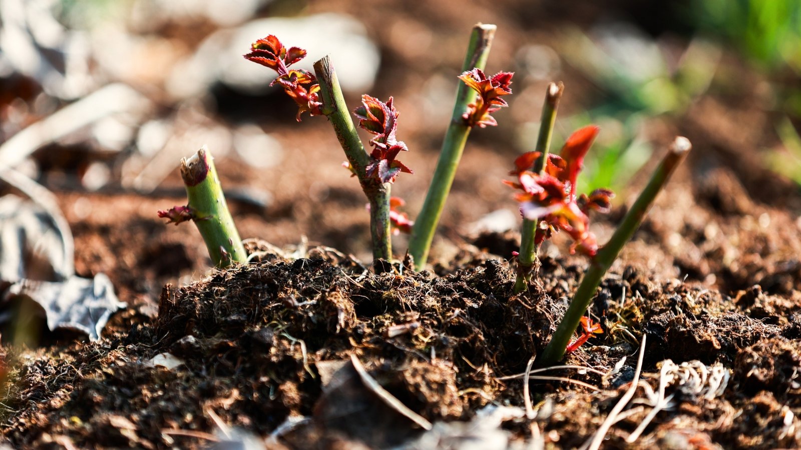 Close-up of a young rose bush consisting of short, strong green stems with young red shoots.