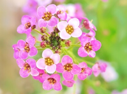 Close-up of a blooming rosie o' day alyssum on a blurred green background. This variety forms low mounds of lush foliage adorned with clusters of tiny, four-petaled flowers. The blossoms feature a soft pink hue, creating a lovely contrast against the plant's dark green leaves.