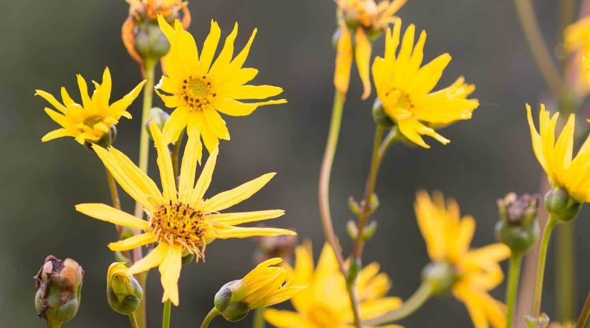 Rosinweed