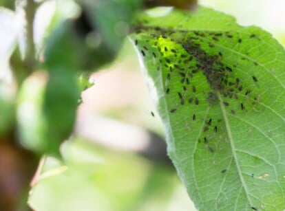 A macro shot of rosy apple aphids congregating inside a leaf. The aphids are small, measuring 1 to 3 millimeters in length with a range of brown to black colors. They are in contrast with the vibrant green leaf and its intricate patterns.