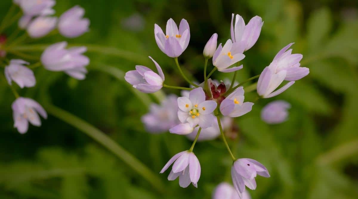 Rosy Garlic