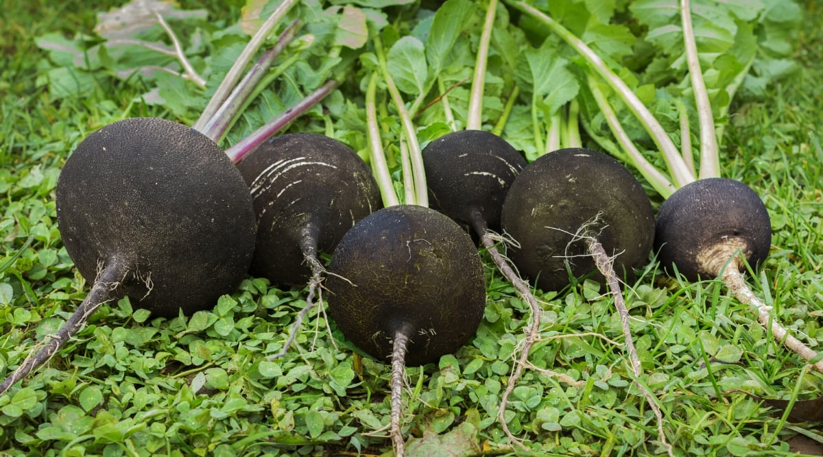 Close-up of ripe roots of the Round Black Spanish radish on the grass in the garden. The roots are large, rounded, black in color with large, elongated divided leaves with a slightly wrinkled structure.