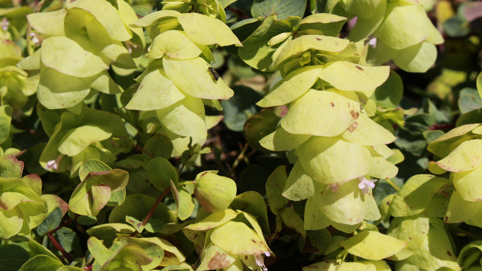 The Ornamental Oregano features cascading stems adorned with green leaves, complemented by graceful clusters of pendulous, pale green bracts and miniature pale pink flowers.