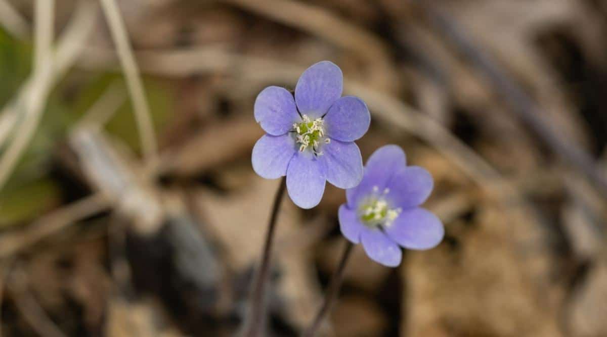 Roundleaf Liverleaf