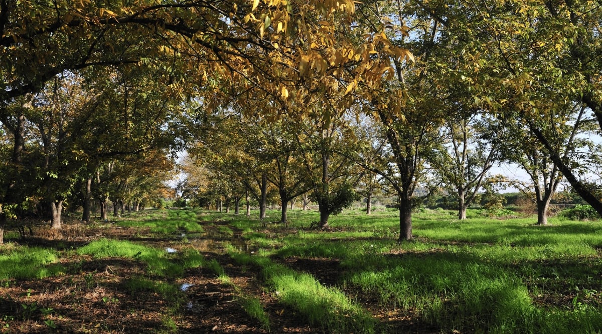 A serene grove of pecan trees stands tall, displaying a splendid blend of green and golden leaves, gently rustling in the breeze. The grass below exhibits both vibrancy and vulnerability, with some patches turning brown and lifeless.