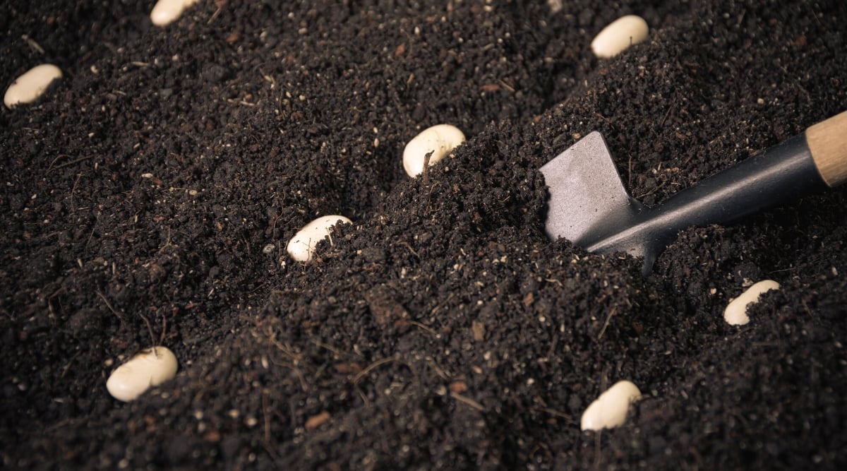 Close-up of burying bean seeds with a small spatula in fertile soil in a garden. Bean seeds are hard, oval-shaped, covered with a glossy white shell.