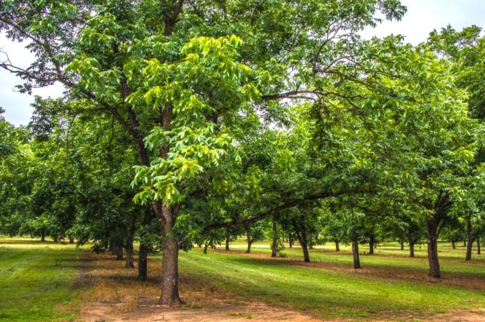 Rows of pecan trees standing tall, their lush green leaves forming a natural canopy above. Below the magnificent trees, a meticulously manicured lawn of mowed grass adds a contrasting touch to the rustic beauty of the orchard.