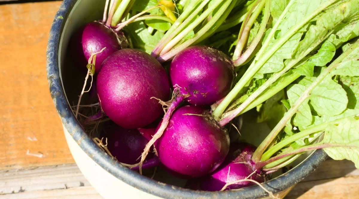 Close-up of a bunch of ripe Royal Purple radishes in an iron bowl outdoors. Royal Purple radishes have rounded roots with gorgeous purple skins.