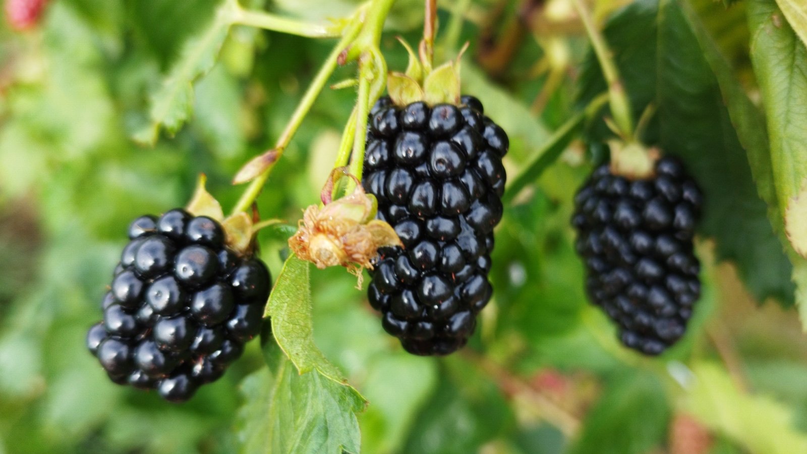 Close-up of Rubus fruticosus 'Black Magic', producing large, succulent blackberries with a rich, glossy, and dark purple-black hue.